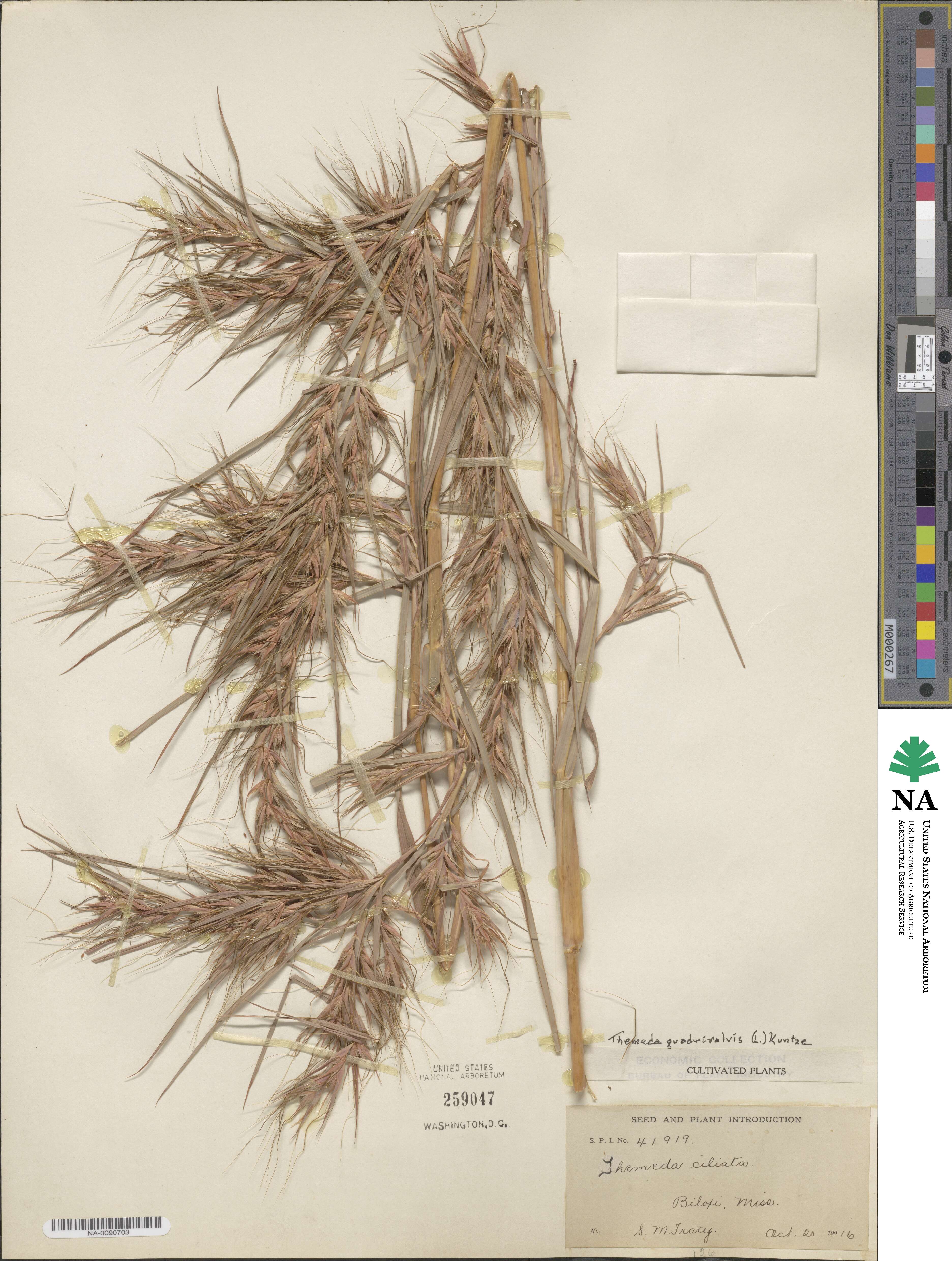 Themeda quadrivalvis image