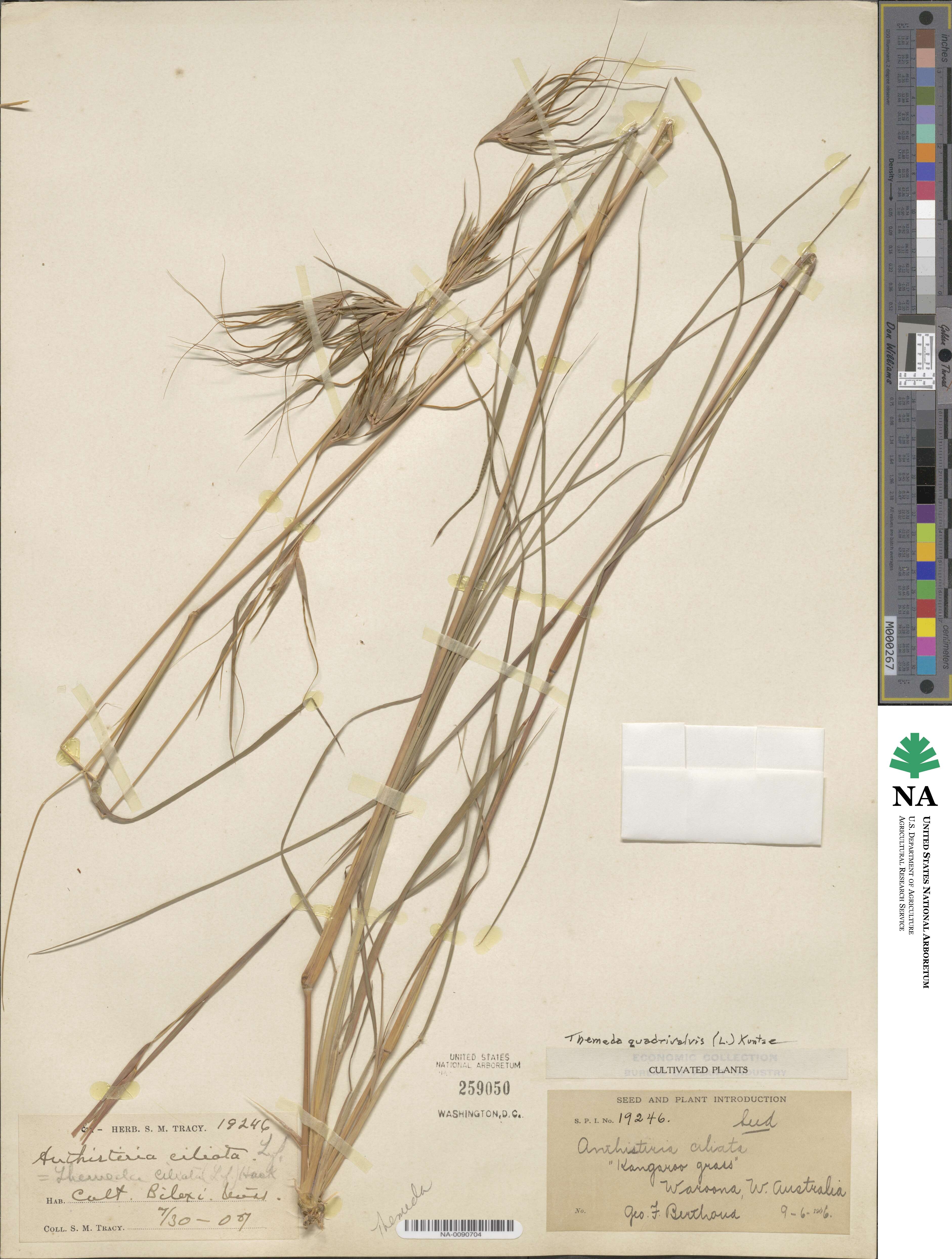 Themeda quadrivalvis image