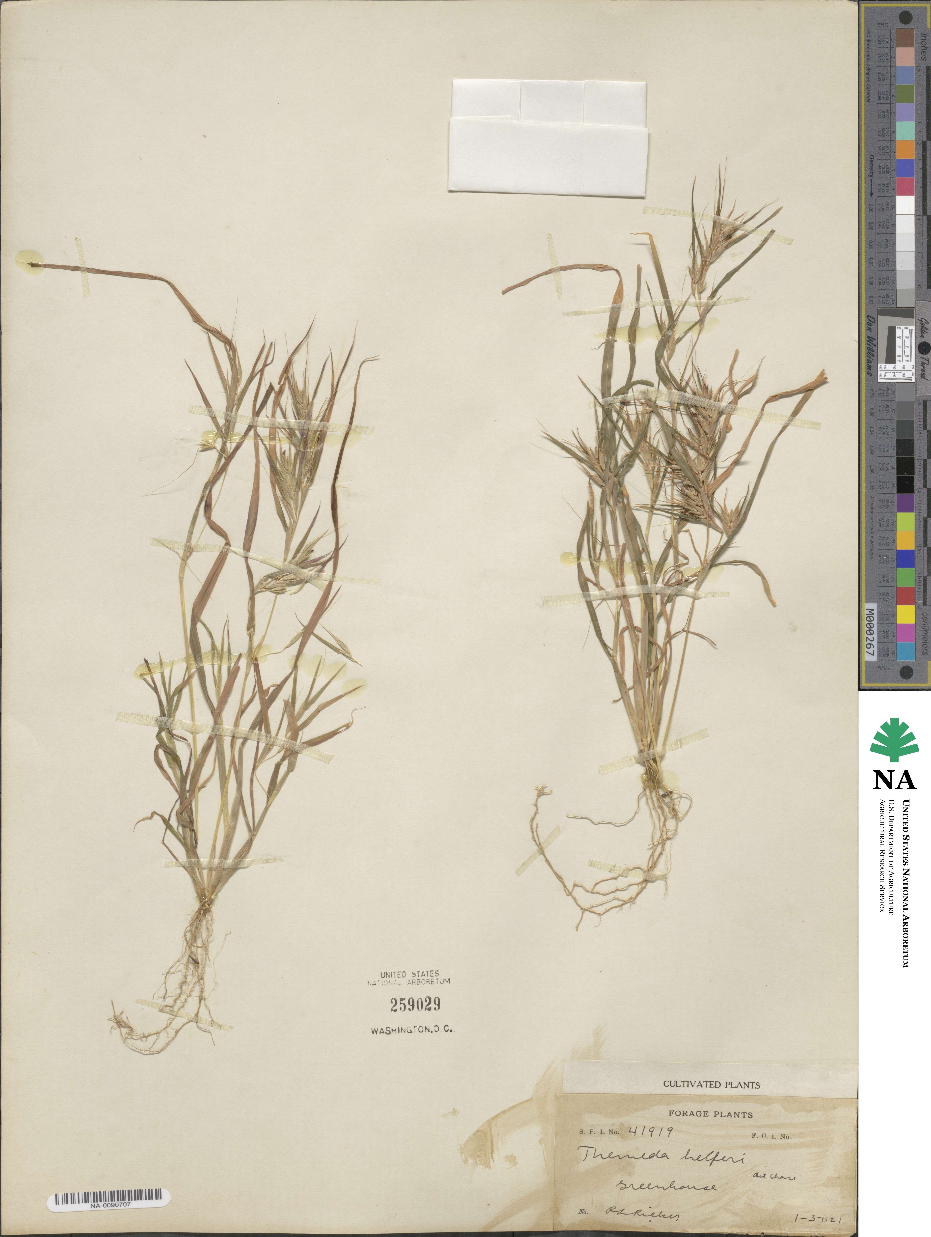 Themeda helferi image