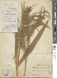 Image of Thysanolaena latifolia