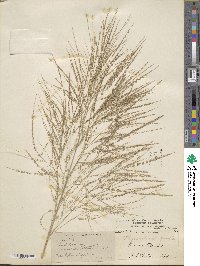 Thysanolaena latifolia image