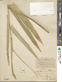 Thysanolaena latifolia image