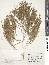 Thysanolaena latifolia image