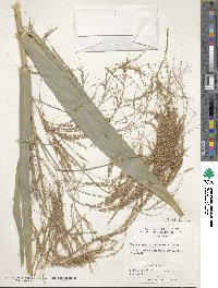 Thysanolaena latifolia image