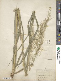 Thysanolaena latifolia image