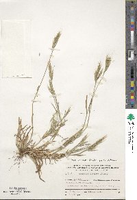 Brachypodium distachyon image