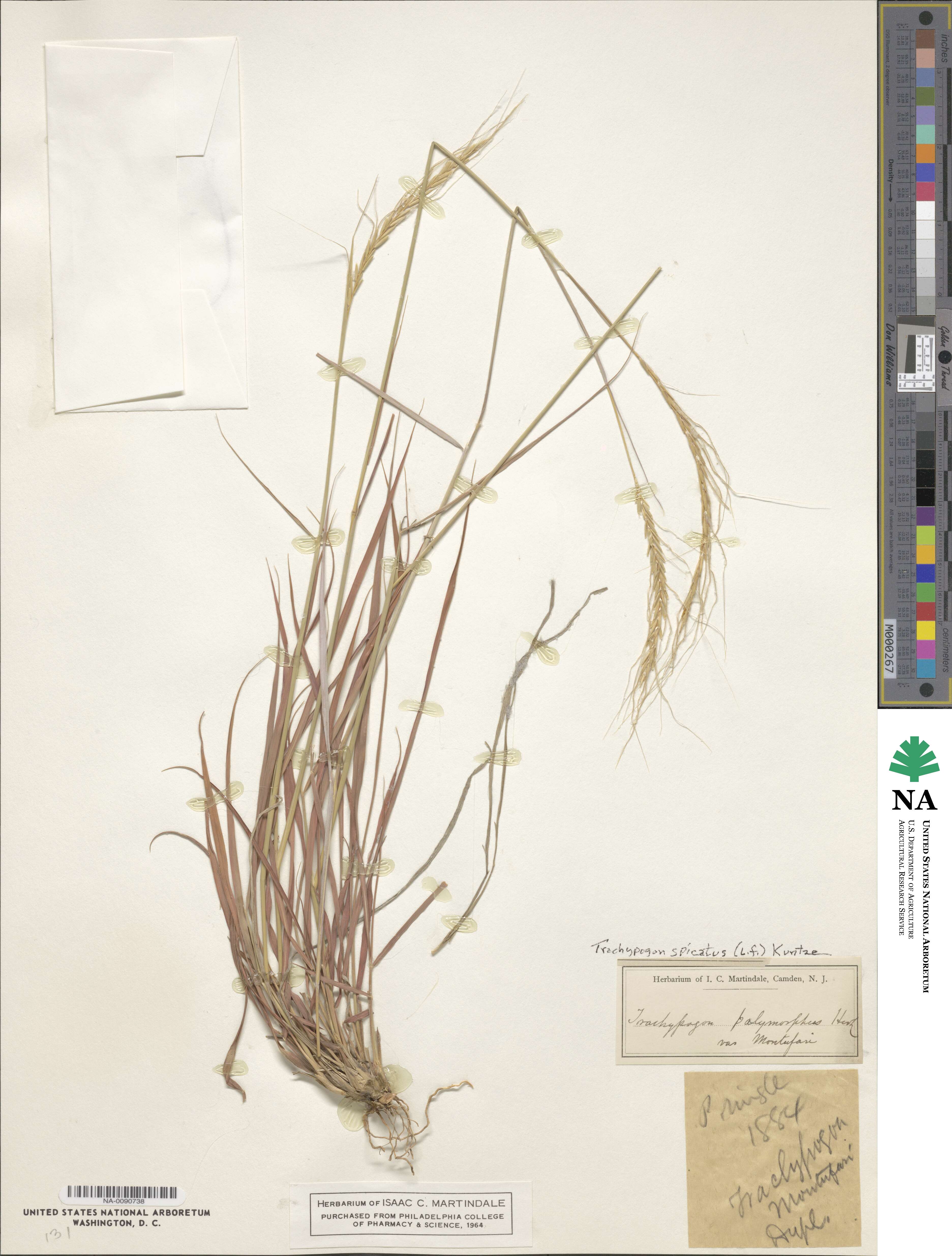 Trachypogon spicatus image