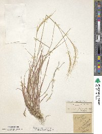 Trachypogon spicatus image