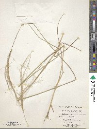 Trachypogon spicatus image