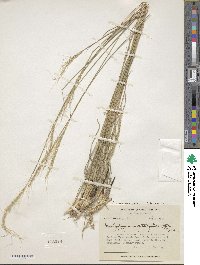 Trachypogon spicatus image