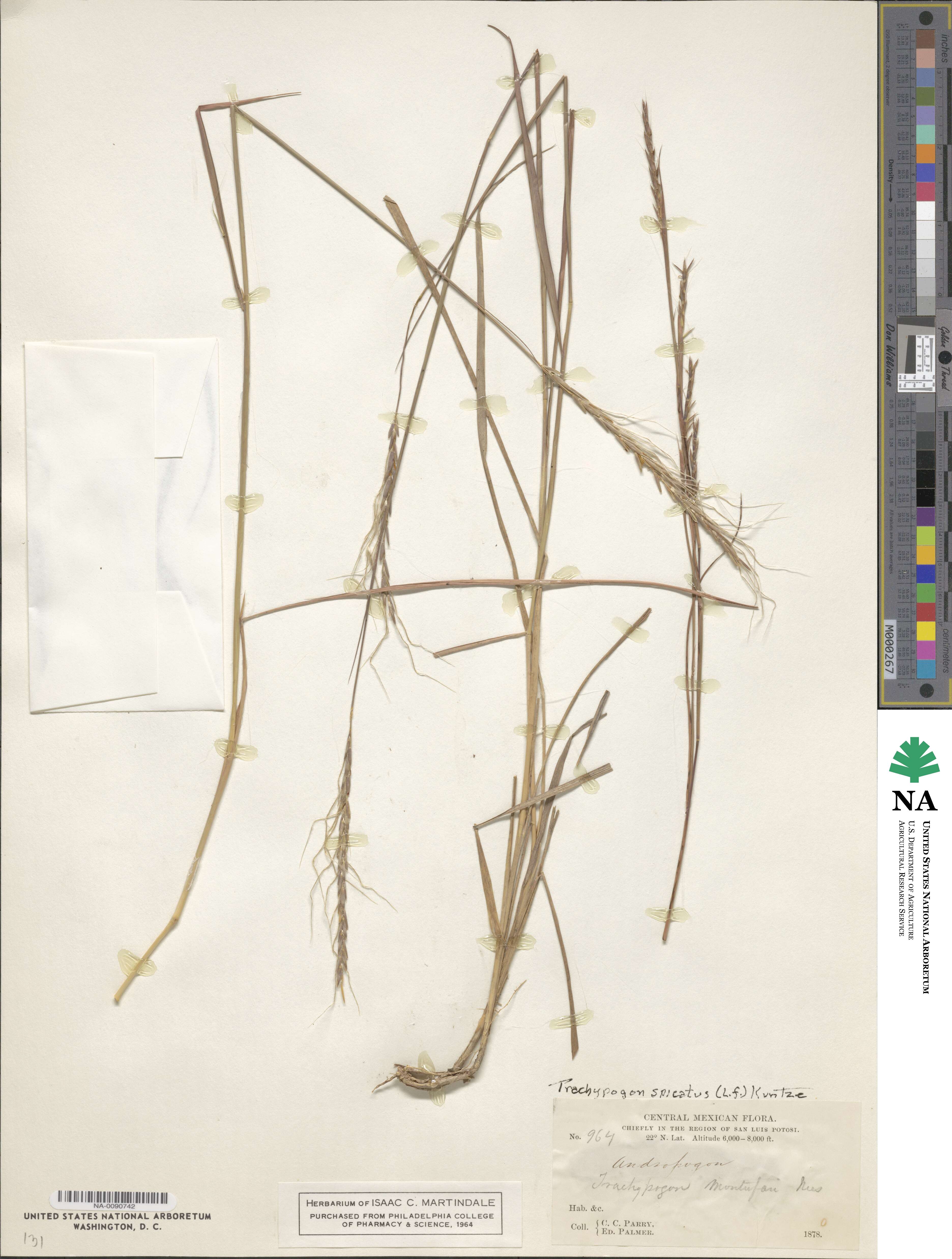 Trachypogon spicatus image