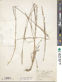 Trachypogon spicatus image