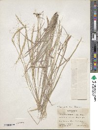 Trachypogon spicatus image