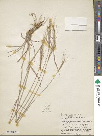 Trachypogon spicatus image