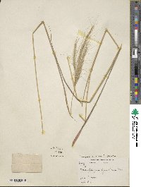 Trachypogon spicatus image