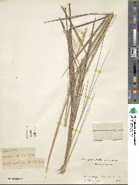 Trachypogon spicatus image