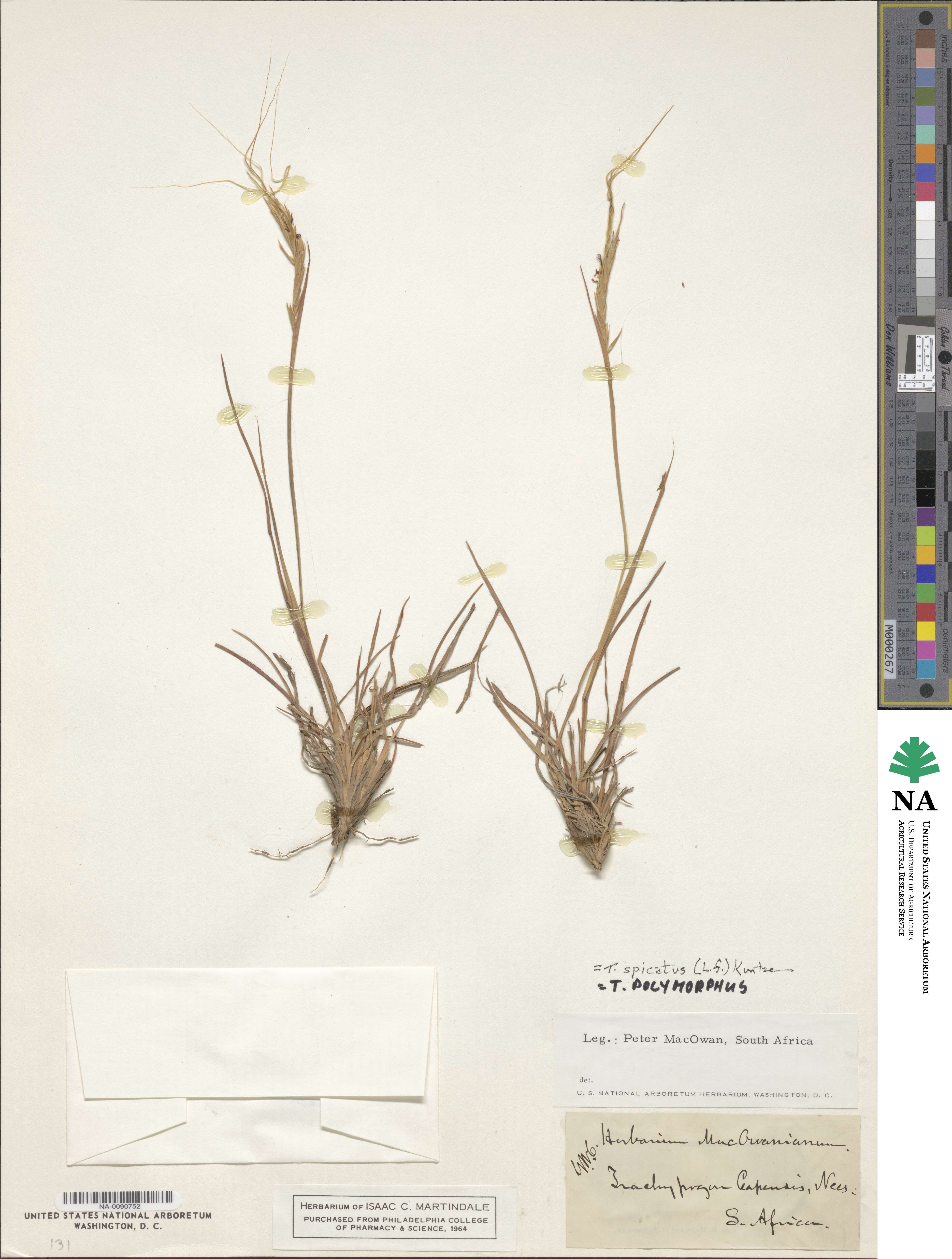 Trachypogon spicatus image