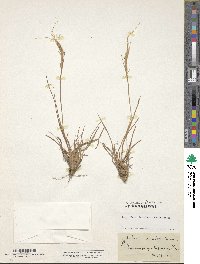 Trachypogon spicatus image