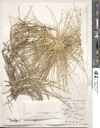 Image of Spinifex littoreus