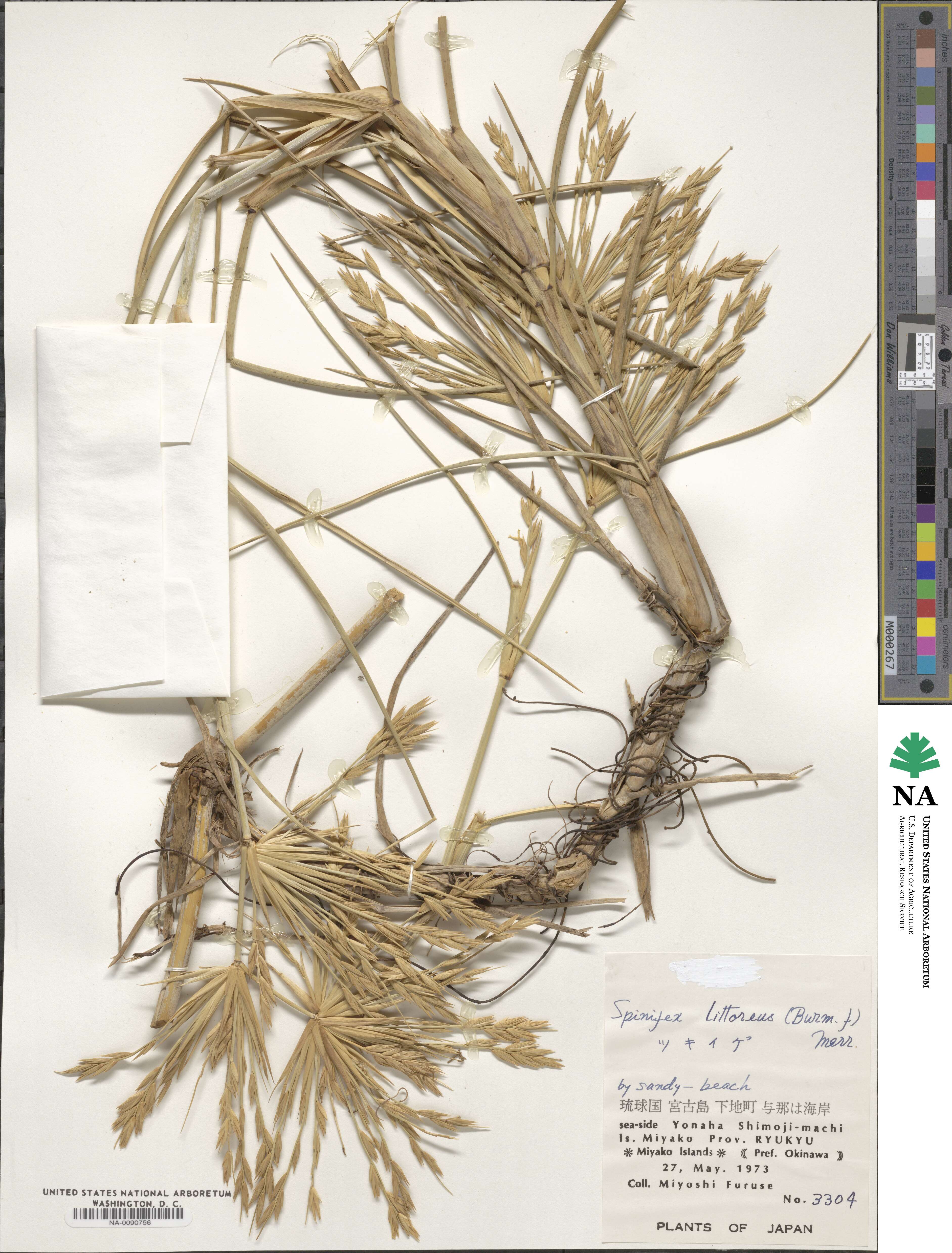 Spinifex littoreus image