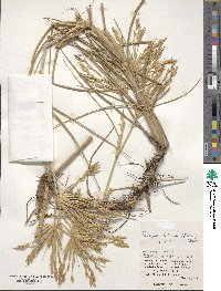 Spinifex littoreus image