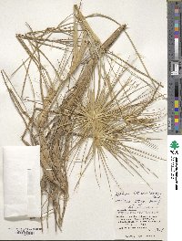 Spinifex littoreus image