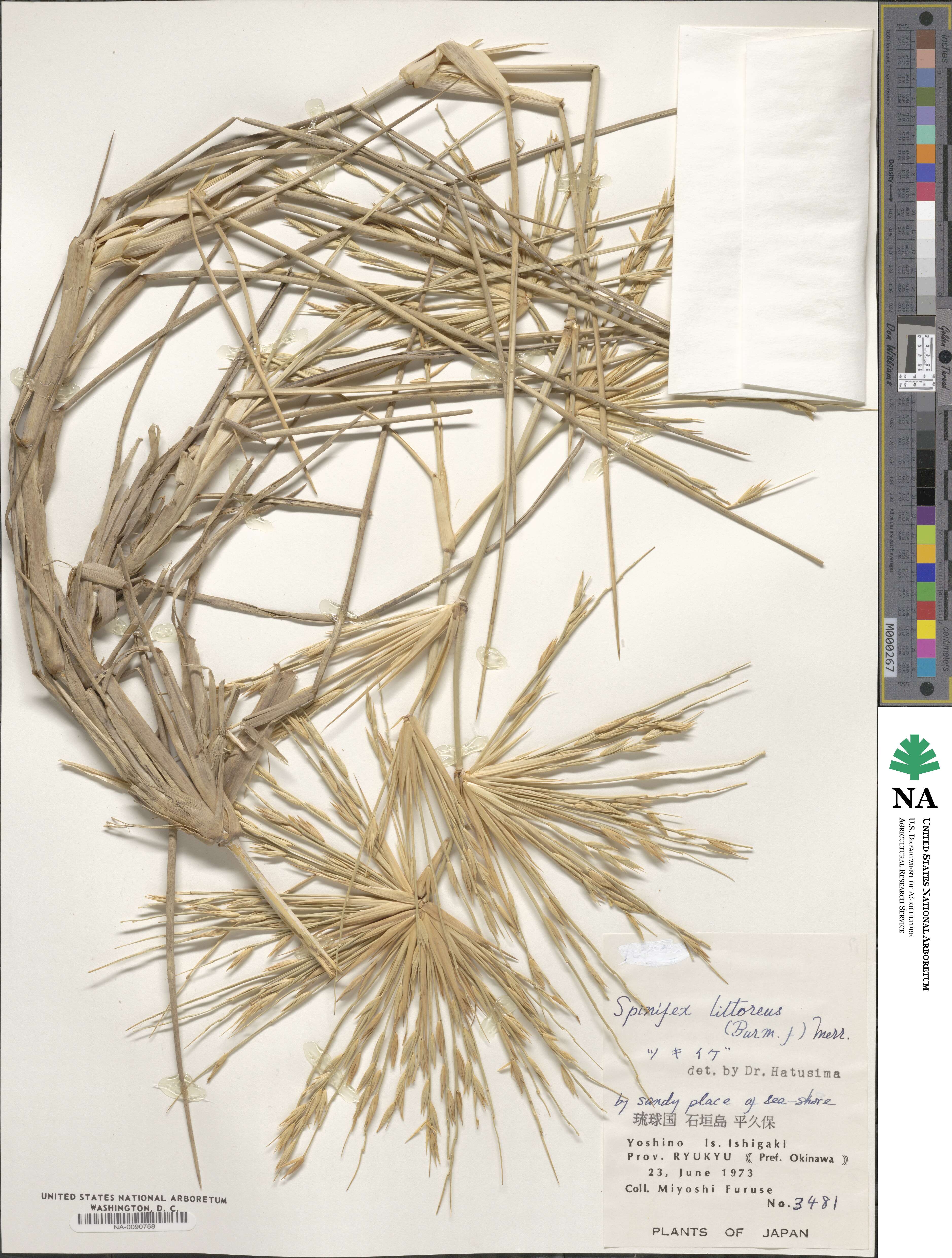 Spinifex littoreus image