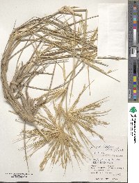 Spinifex littoreus image