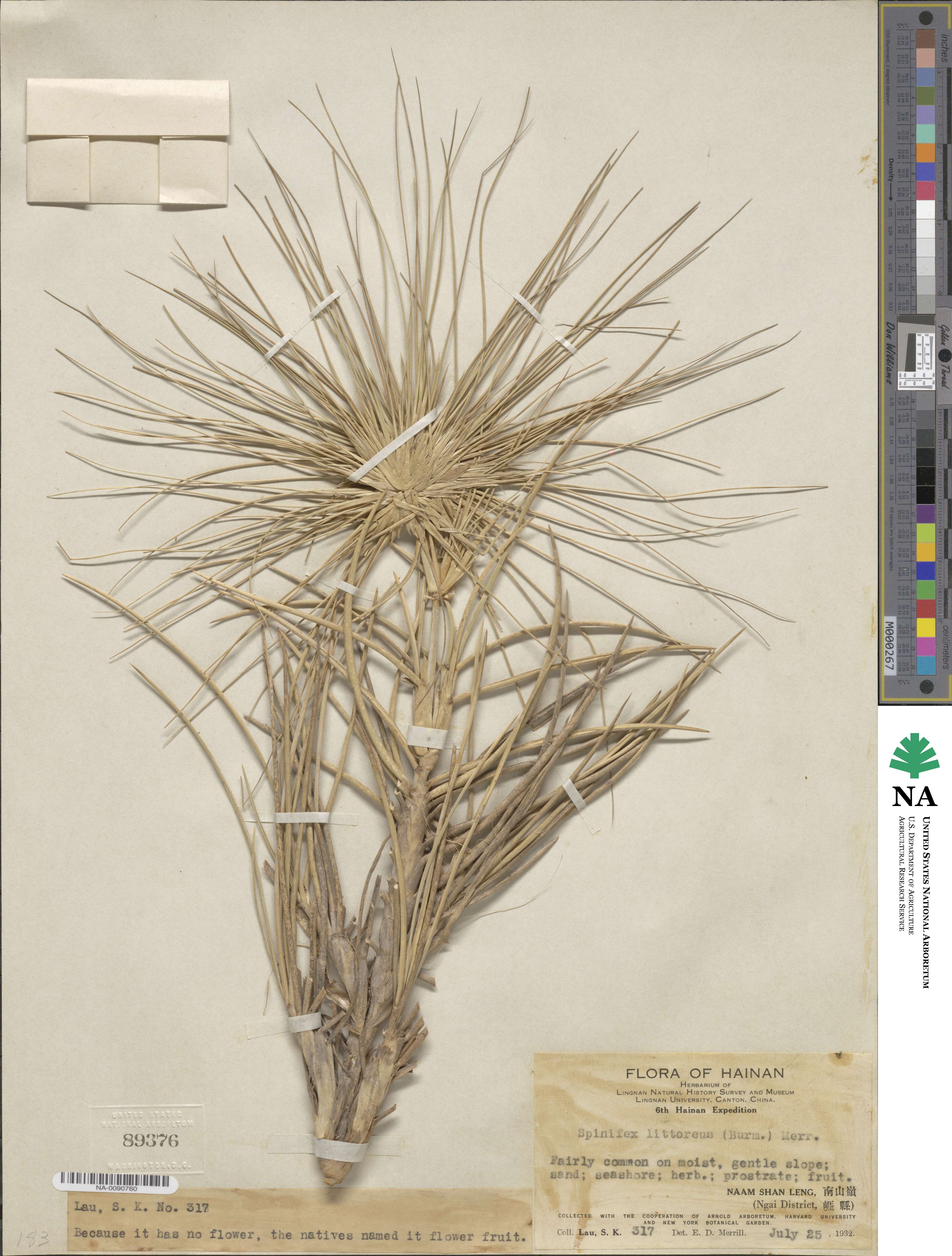 Spinifex littoreus image