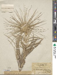 Spinifex littoreus image