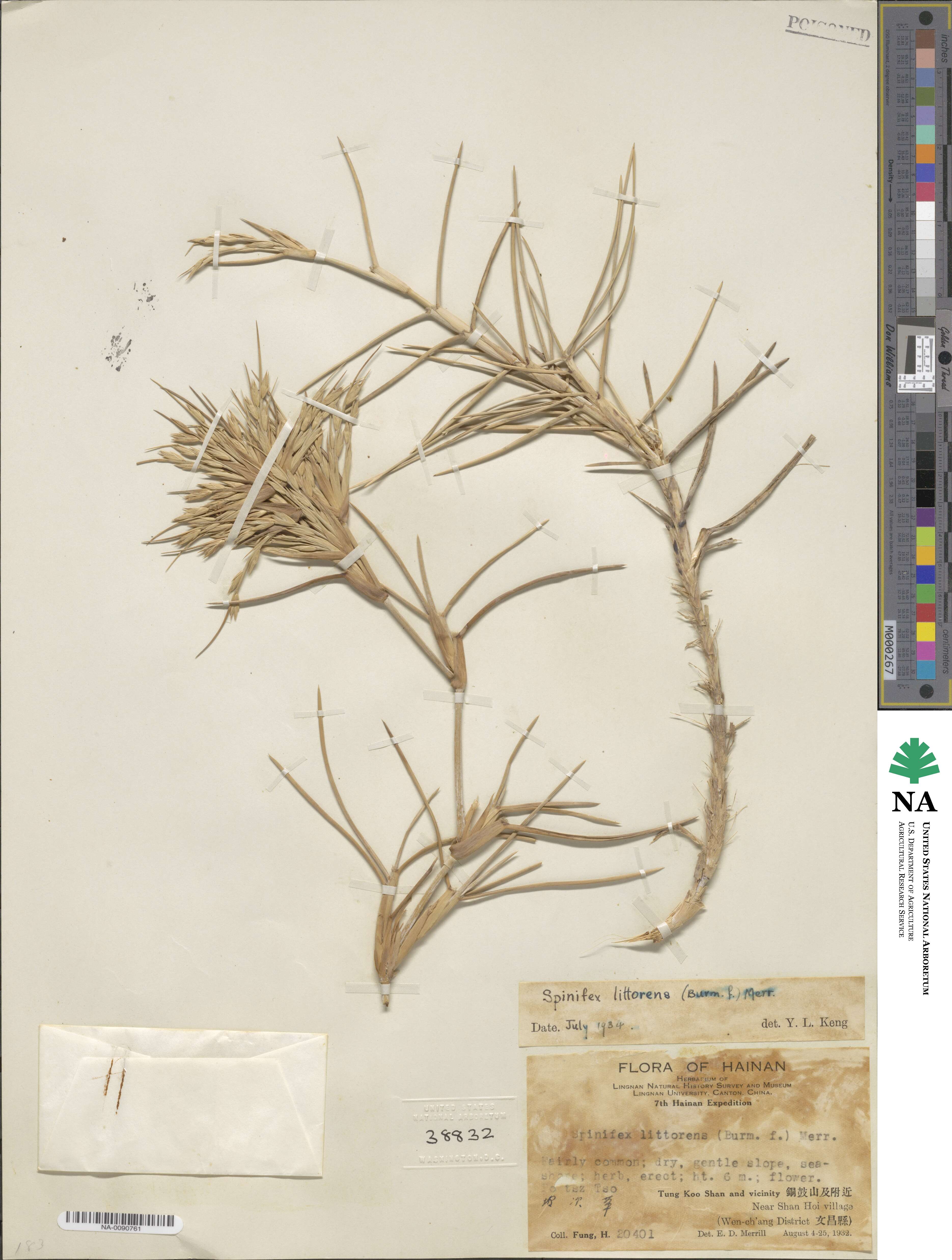 Spinifex littoreus image