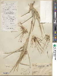 Spinifex littoreus image