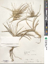 Spinifex littoreus image