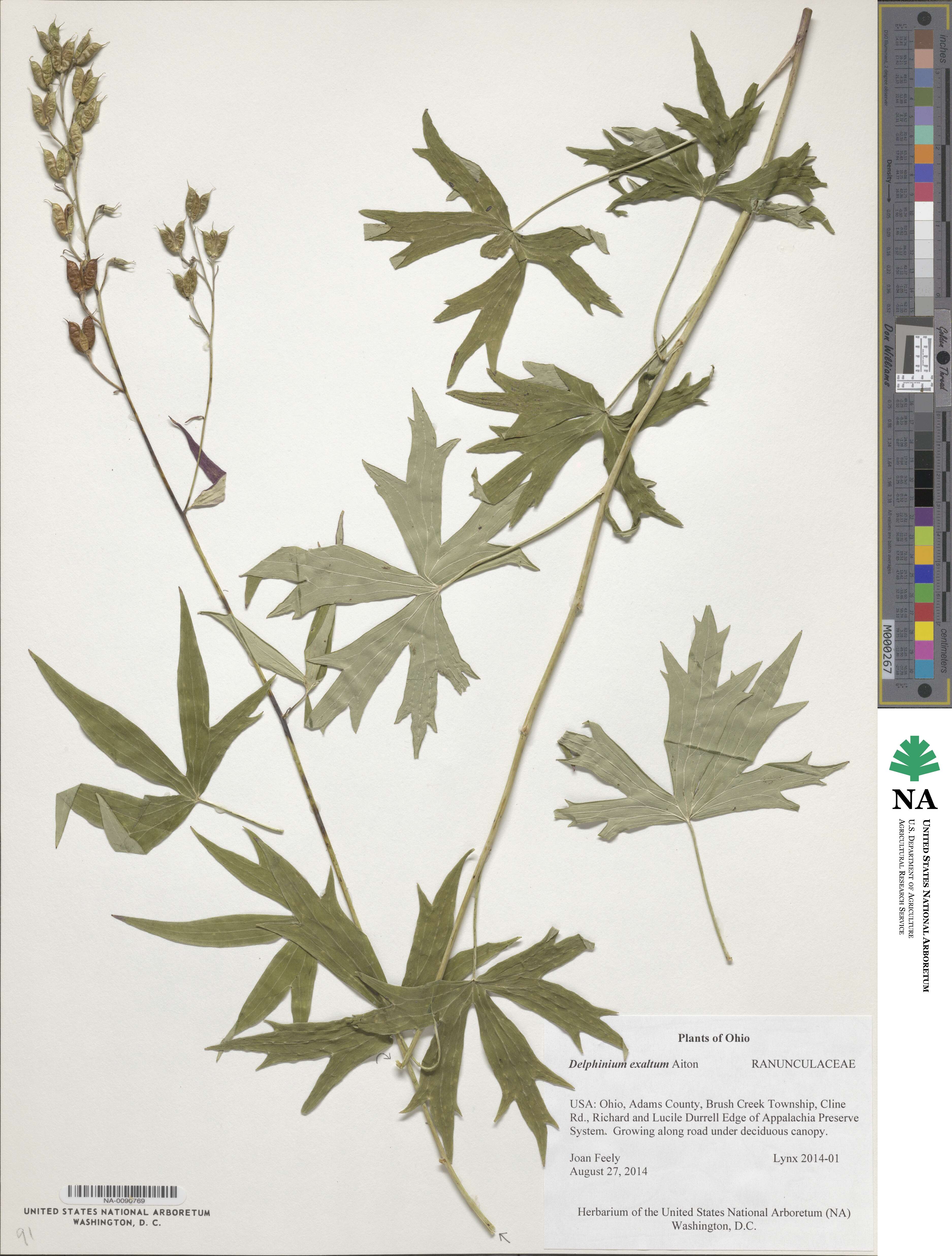 Delphinium exaltatum image