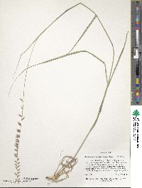 Bouteloua curtipendula image