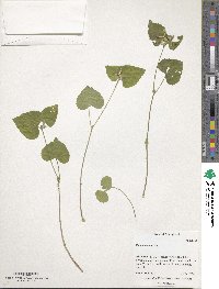 Viola canadensis image