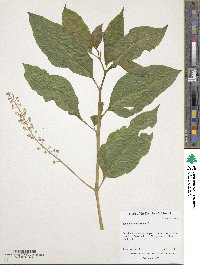 Phytolacca americana image