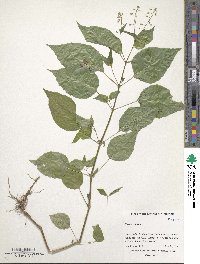 Circaea alpina image