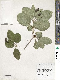 Chionanthus retusus image