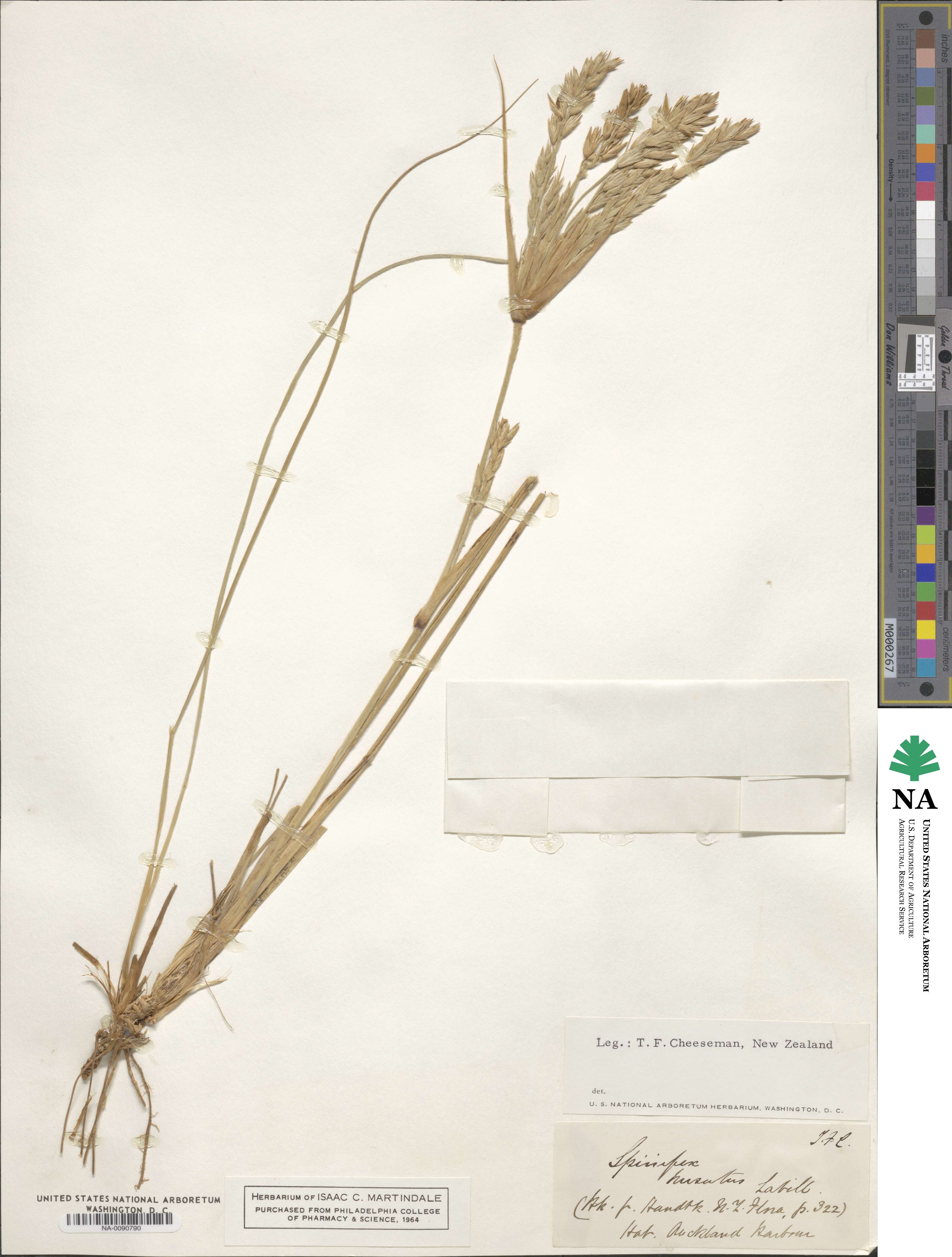 Spinifex hirsutus image