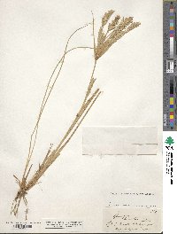 Spinifex hirsutus image