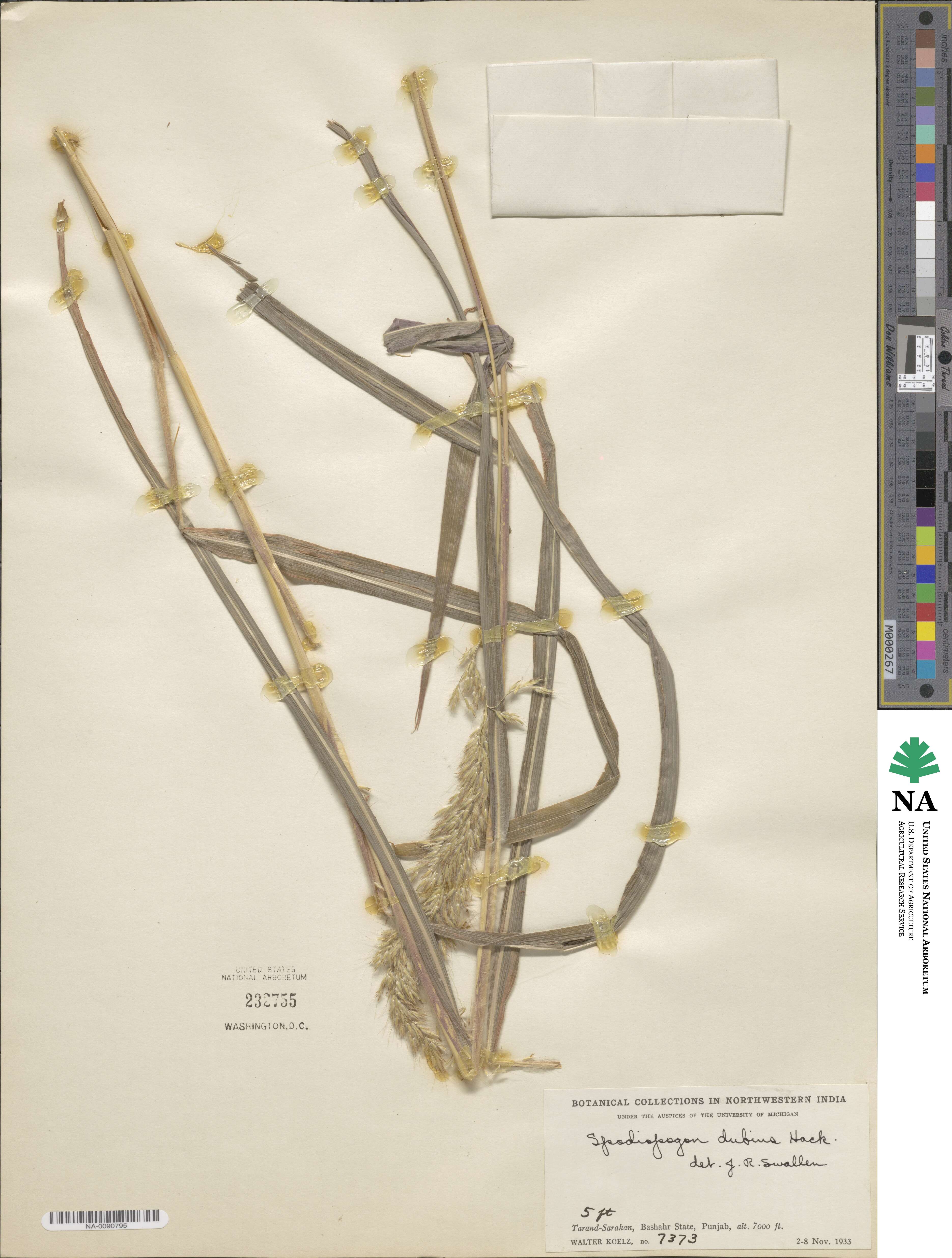 Spodiopogon dubius image