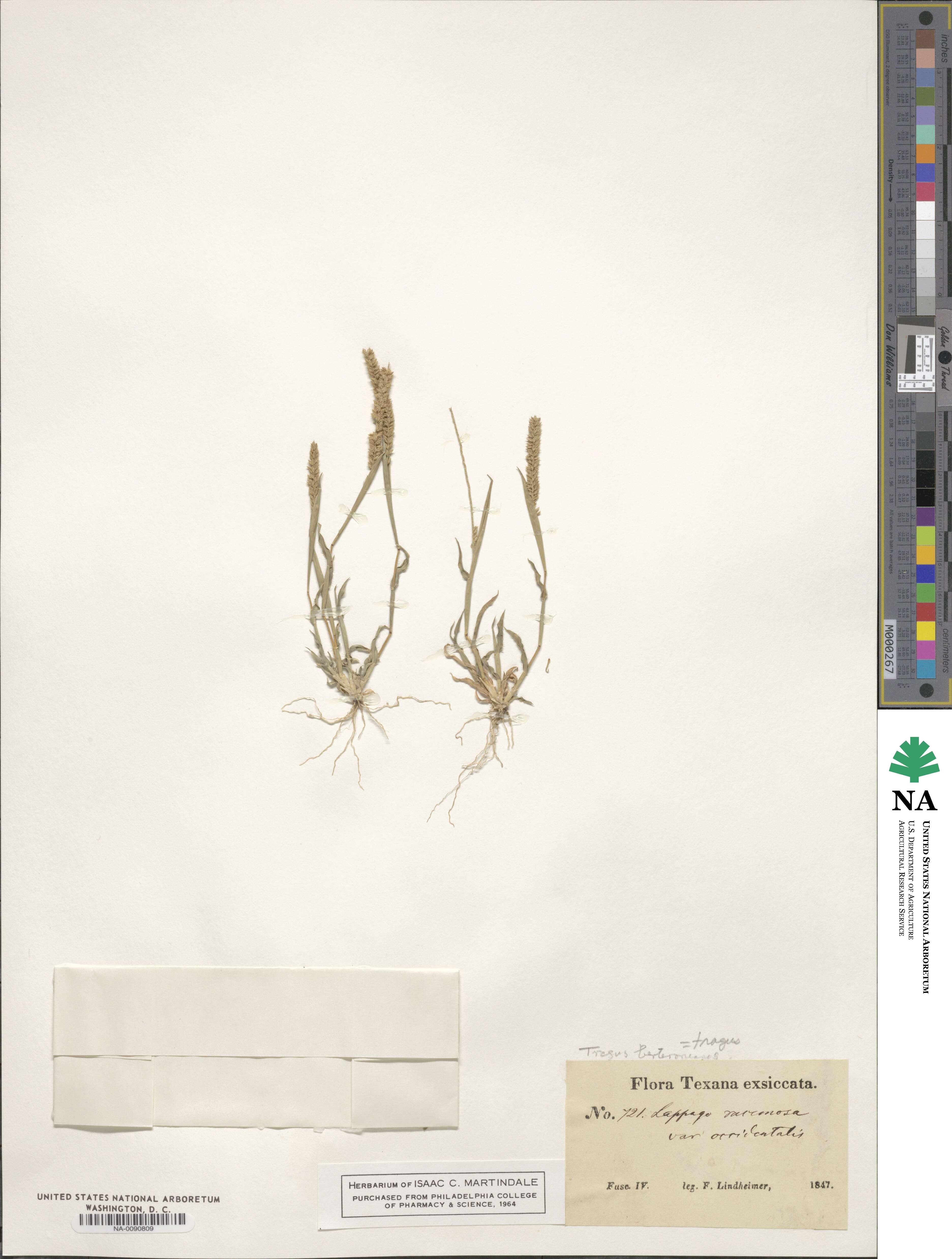 Tragus berteronianus image