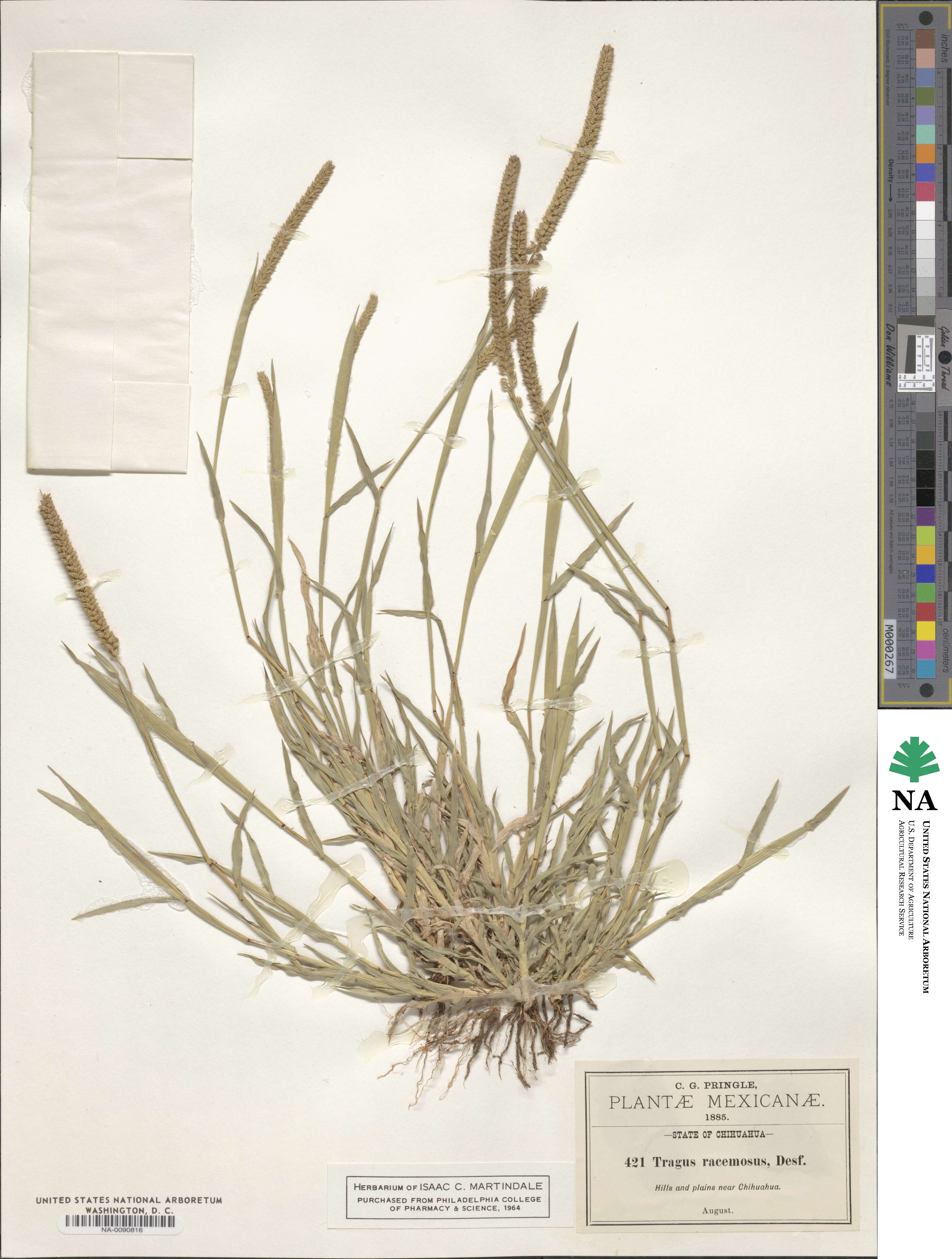 Tragus racemosus image