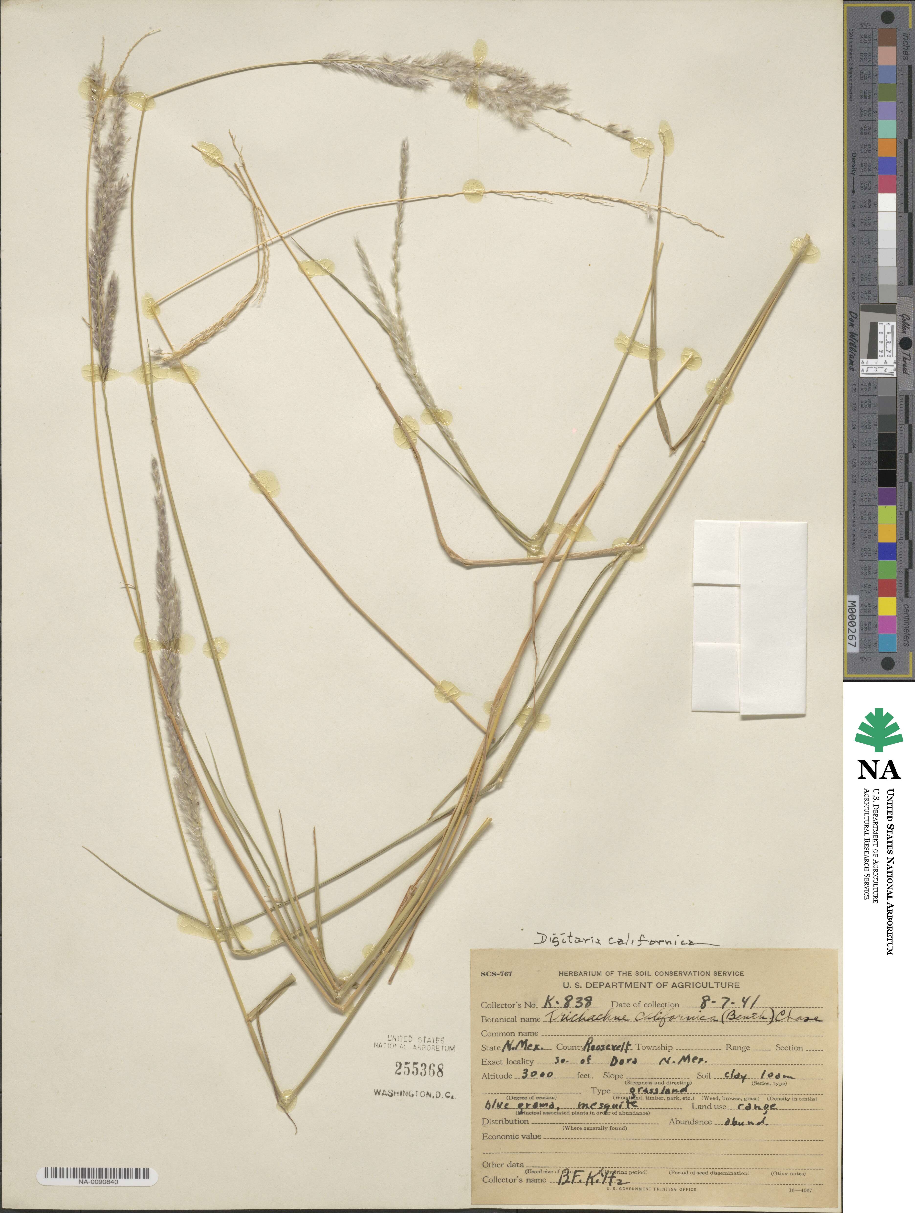 Digitaria californica image