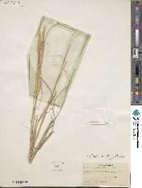 Leptochloa crinita image