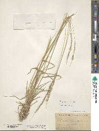 Digitaria insularis image