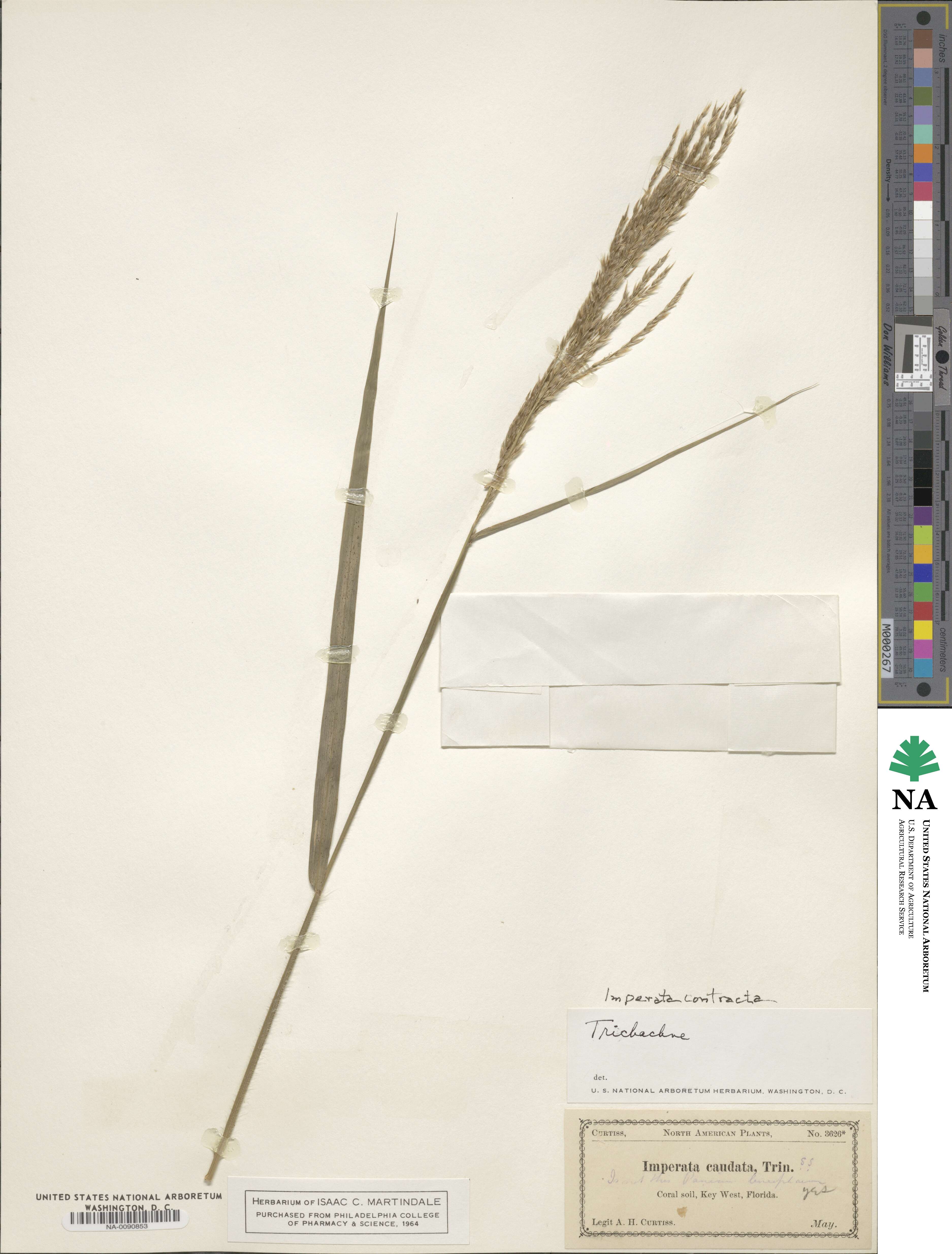 Imperata contracta image