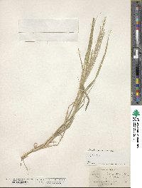 Digitaria californica image