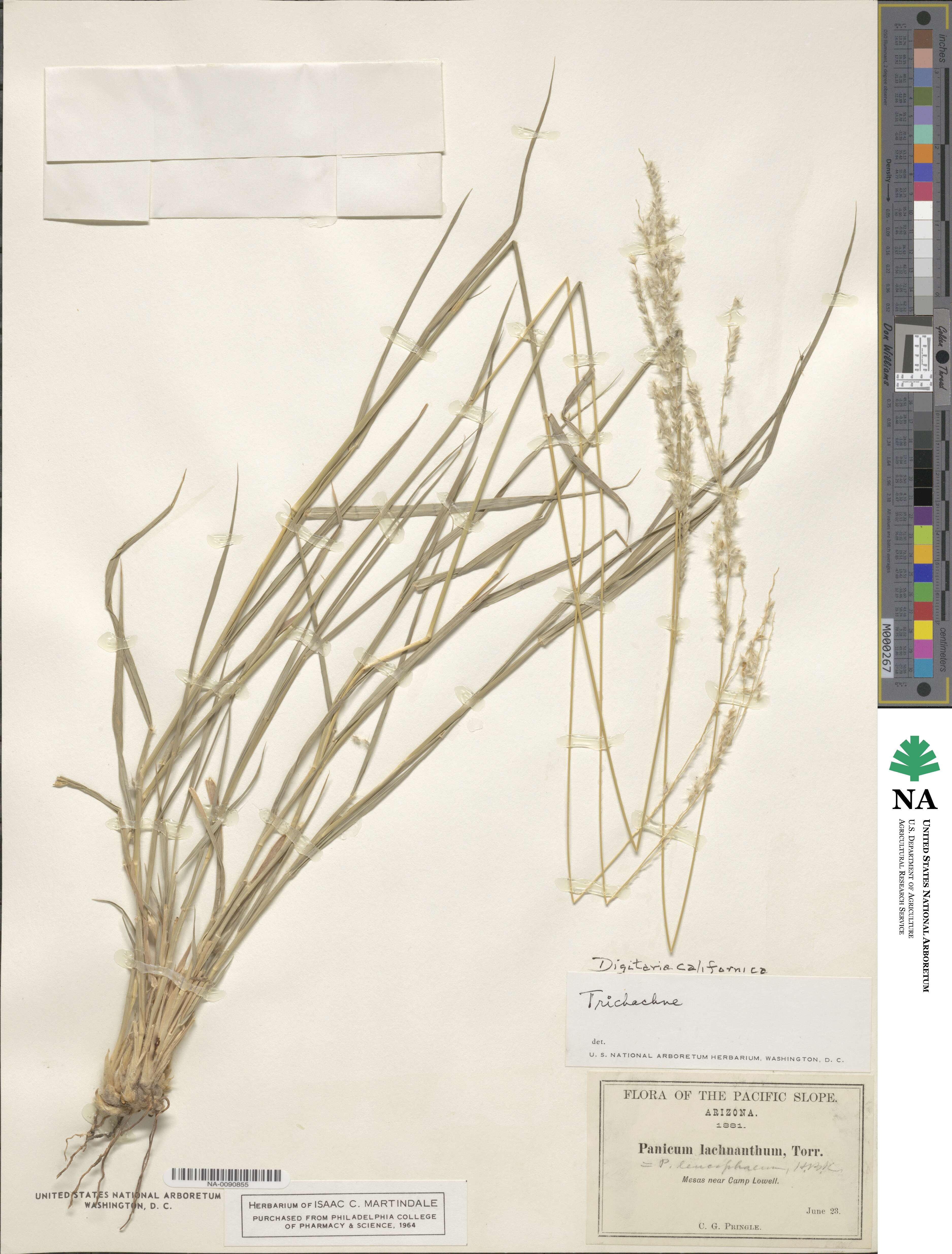 Digitaria californica image